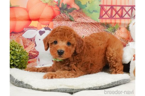 販売中の静岡県のトイプードル-395207の12枚目