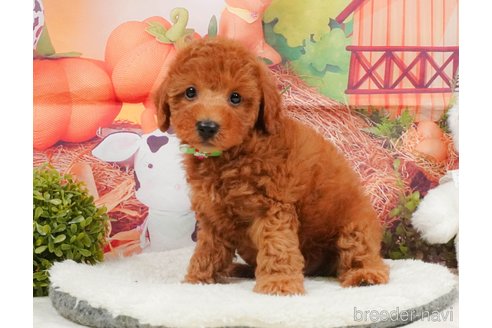 販売中の静岡県のトイプードル-395207の7枚目