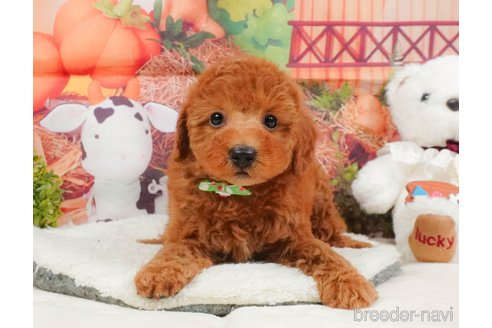 販売中の静岡県のトイプードル-395207の9枚目