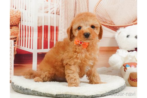 販売中の静岡県のトイプードル-395210の9枚目