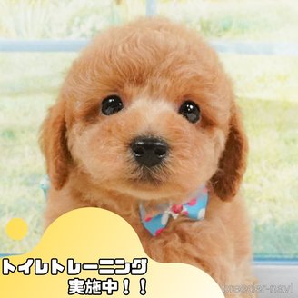 販売中ののトイプードル-395214
