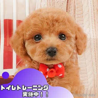 販売中の静岡県のタイニープードル-395229