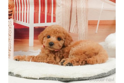 販売中の静岡県のタイニープードル-395229の12枚目