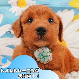 販売中の静岡県のトイプードル-395233