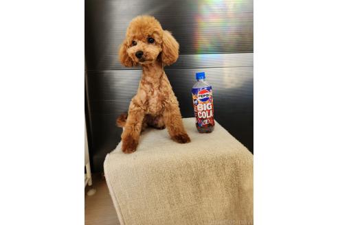 販売中の茨城県のトイプードル-393603の2枚目