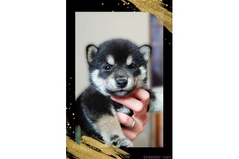 販売中の栃木県の柴犬-390344