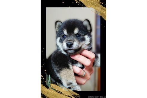成約済の栃木県の柴犬-390344の7枚目