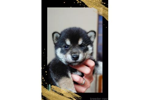 成約済の栃木県の柴犬-390344の6枚目
