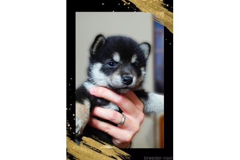 成約済の栃木県の柴犬-390344の4枚目