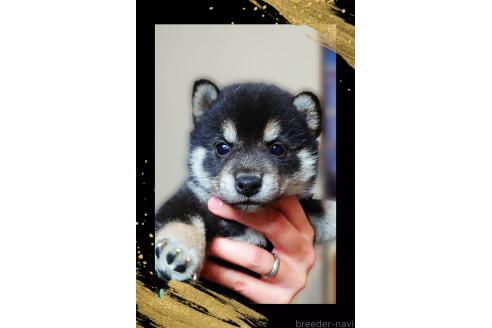 成約済の栃木県の柴犬-390344の3枚目