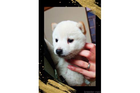 成約済の栃木県の柴犬-390346の3枚目