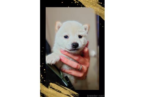 成約済の栃木県の柴犬-390346の2枚目