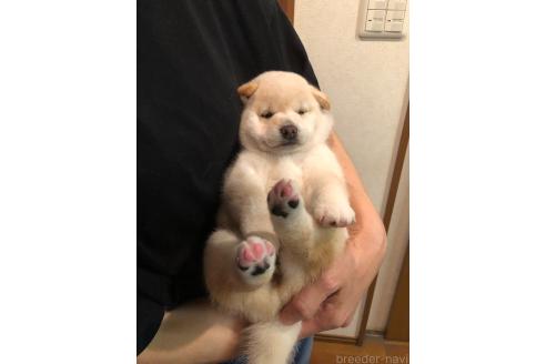 成約済の山口県の柴犬-388892の3枚目