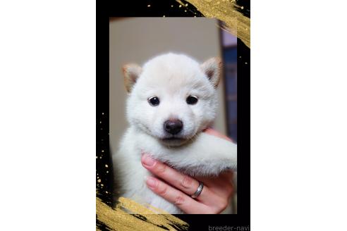 商談中の栃木県の柴犬-390345の5枚目