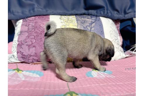 販売中の愛知県のパグ-393774の5枚目