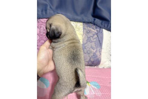 販売中の愛知県のパグ-393775の4枚目