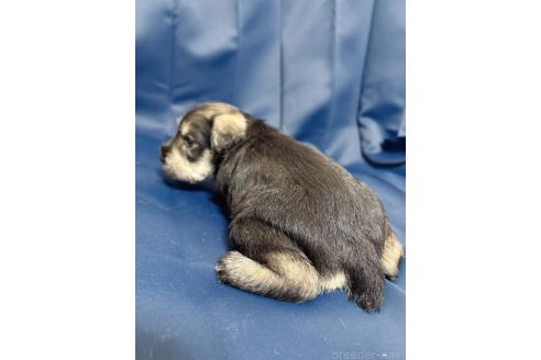 販売中の愛知県のミニチュアシュナウザー-393778の2枚目
