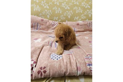 販売中の埼玉県のティーカッププードル-393825の10枚目
