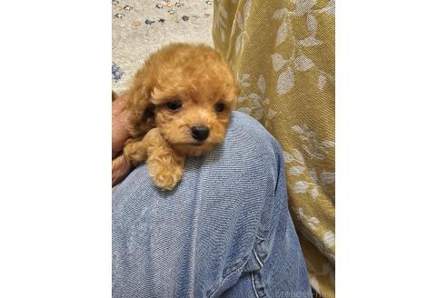 販売中の埼玉県のティーカッププードル-393825の9枚目