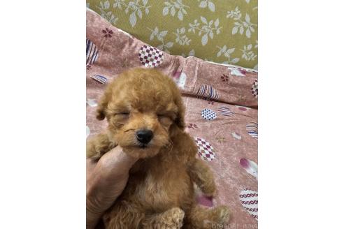 販売中の埼玉県のティーカッププードル-393825の6枚目