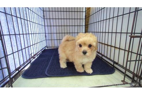 販売中の茨城県のマルプー:マルチーズ×トイプードル-393827の3枚目