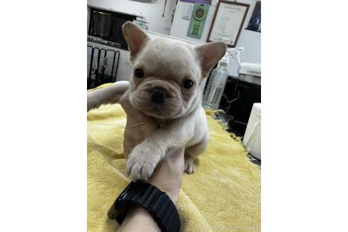 販売中の千葉県のフレンチブルドッグ-393824の4枚目