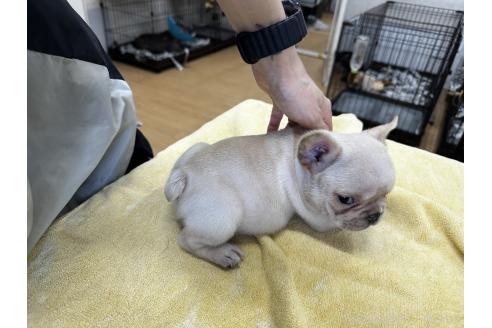 販売中の千葉県のフレンチブルドッグ-393824の3枚目