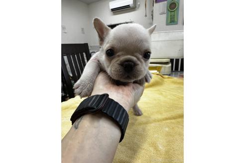 販売中の千葉県のフレンチブルドッグ-393828