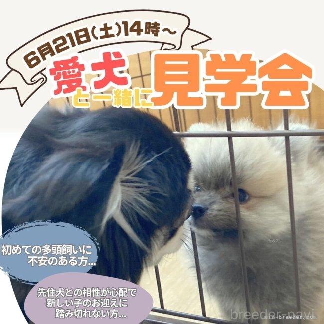 販売中の神奈川県のトイプードル-386690の3枚目