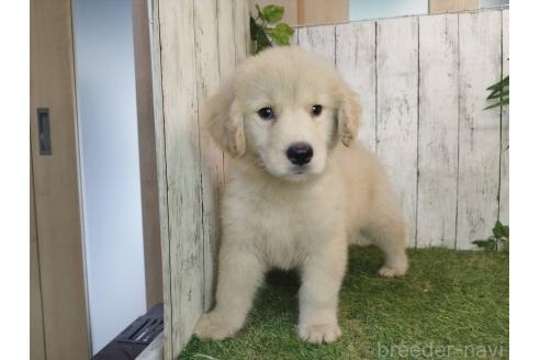販売中の三重県のゴールデンレトリーバー-391062の4枚目