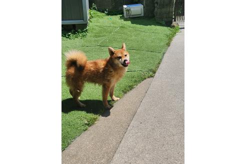 販売中の福岡県の柴犬-368797の2枚目