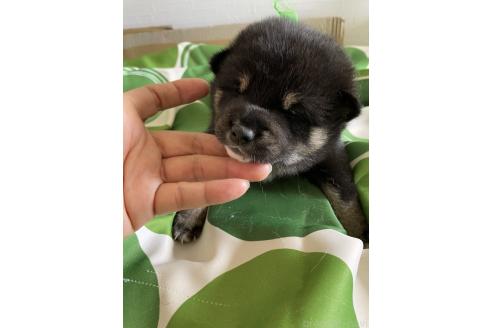販売中の大阪府の柴犬-393865の6枚目