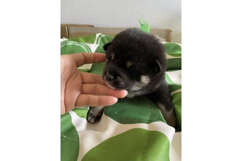 販売中の大阪府の柴犬-393865の5枚目