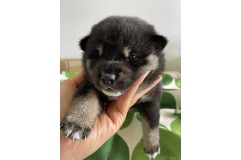 販売中の大阪府の柴犬-393865の4枚目