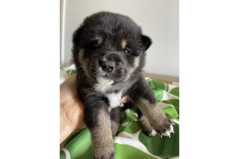 販売中の大阪府の柴犬-393865の3枚目