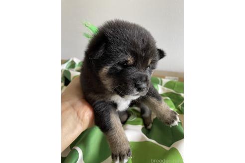 販売中の大阪府の柴犬-393865の2枚目