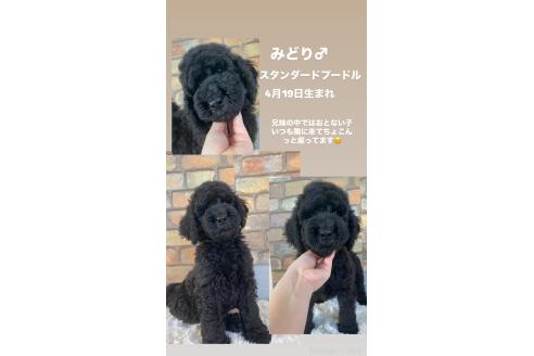 販売中の茨城県のスタンダードプードル-390520