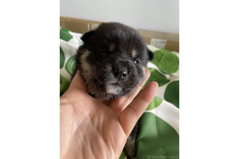 販売中の大阪府の柴犬-393867の4枚目