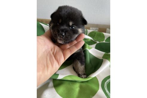 販売中の大阪府の柴犬-393867の3枚目