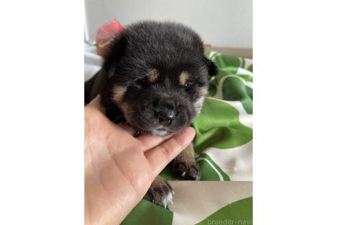 販売中の大阪府の柴犬-393869の6枚目