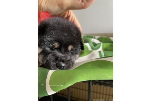 販売中の大阪府の柴犬-393869の5枚目