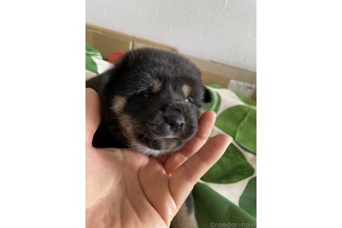 販売中の大阪府の柴犬-393869の4枚目