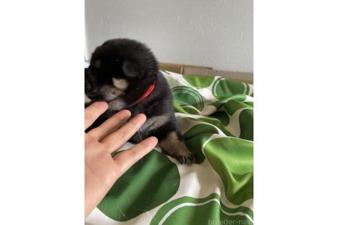 販売中の大阪府の柴犬-393869の3枚目