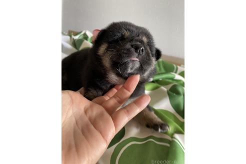 販売中の大阪府の柴犬-393869の2枚目