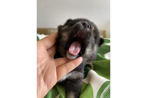 販売中の大阪府の柴犬-393870の6枚目