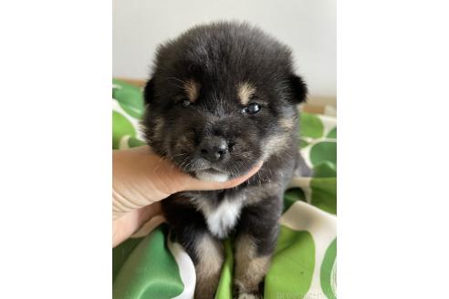 販売中の大阪府の柴犬-393870の5枚目
