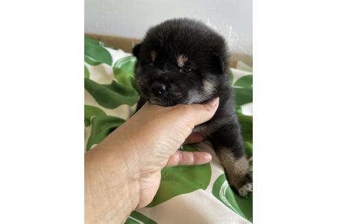 販売中の大阪府の柴犬-393870の4枚目