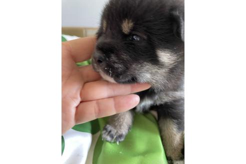 販売中の大阪府の柴犬-393870の3枚目