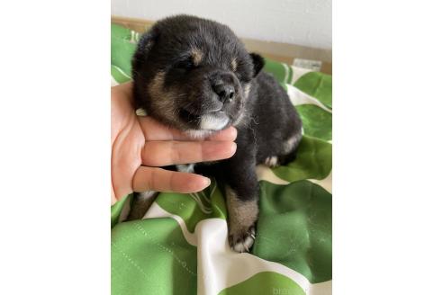販売中の大阪府の柴犬-393870の2枚目