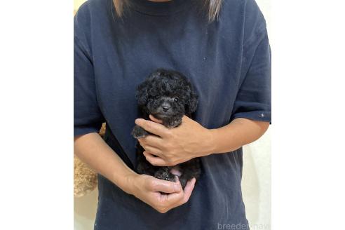 販売中の静岡県のタイニープードル-393877の3枚目